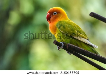 Lovebird or love bird lilian on natural background. Madagascar's endemic fauna that has spread all over the world. very well known for its beautiful feathers. Natural backgrounds. Soft focus