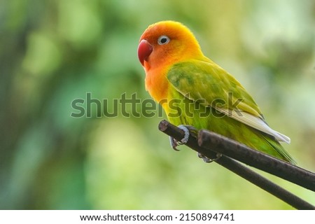 Lovebird or love bird lilian on natural background. Madagascar's endemic fauna that has spread all over the world. very well known for its beautiful feathers. Natural backgrounds. Soft focus 商業照片 © 