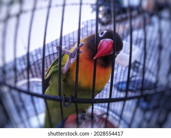 Lovebird is one type of middle-aged bird that has a lot of fans.
this Lovebird Mask Glasses is one type of Lovebird that is quite easy to maintain or breed