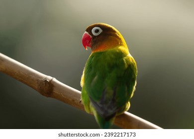 Lovebird Parrot (Agapornis Personatus) animal closeup with black background (Burung Cinta)