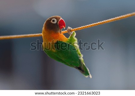 Lovebird Parrot (Agapornis personatus) hanging on rope, animal cute behavior, animal closeup, animal behavior 