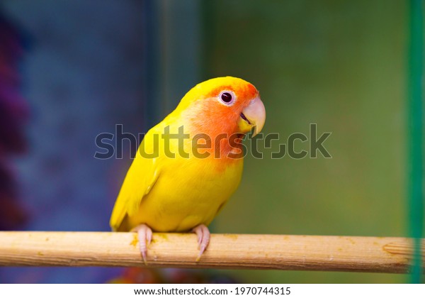lovebird parrot. bird is inseparable. large,
colorful, beautiful parrots. popular with fans of feathered
exotics. pet shop. Veterinary
clinic.