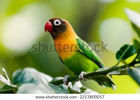 Lovebird Parrot sitting in the branch tree, animal closeup 