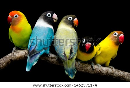 Lovebird Parrot There are beautiful colors and very loving family this photo was taken in the studio
