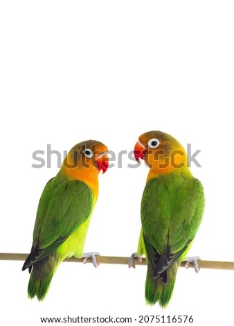 lovebird parrots isolated on white background