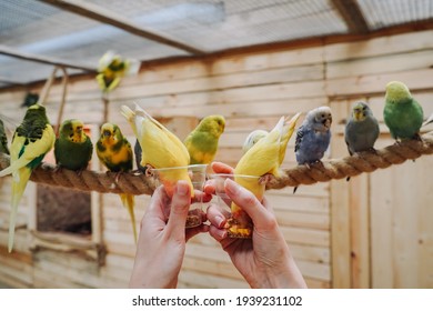 Lovebird parrots sit on cups of food and eat. In the background, many budgies are sitting on a rope.