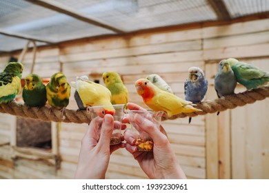 Lovebird parrots are sitting on cups of food and eating, one of them is looking at the camera. In the background, many budgies are sitting on a rope.