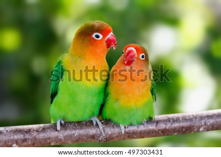 Lovebird parrots sitting together on a tree branch