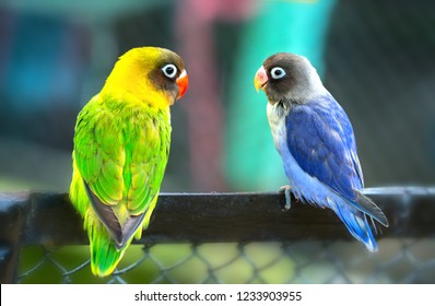 1,362 Parrot couple kissing Images, Stock Photos & Vectors | Shutterstock