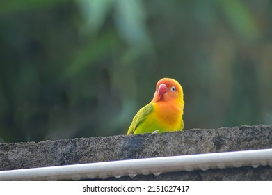 Lovebird parrots or wild liliana lovebird sitting on a wall against a natural background. soft focus.