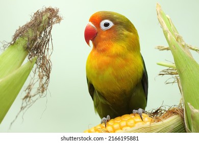 A lovebird is perched on a corn kernel that is ready to be harvested. This bird which is used as a symbol of true love has the scientific name Agapornis fischeri.