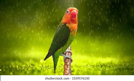 Lovebird photos when it rains, wet feathers, this is a green fichery lovebird, a good photo expression for background, etc.