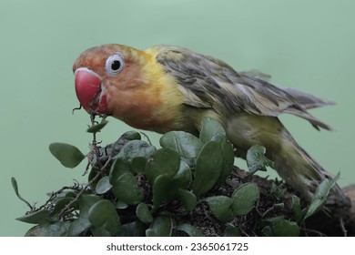A lovebird resting on a weathered tree trunk. This bird which is used as a symbol of true love has the scientific name Agapornis fischeri.