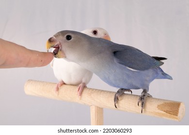 Lovebird and white background. This bird is a kind of parrot.