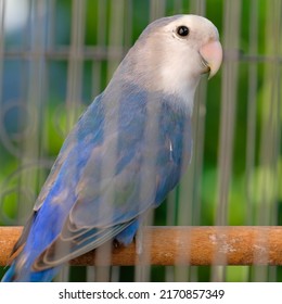 dutch blue pied lovebird