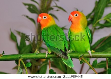 Lilian´s Lovebirds (Agapornis lilianae) in the aviary.