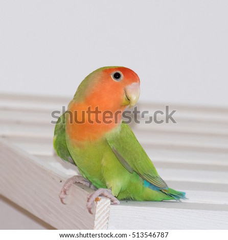 Lovebirds Green Orange Inseparable Lovebirds Green Orange Inseparable