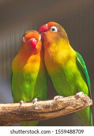 Lovebirds parrots in the zoo.