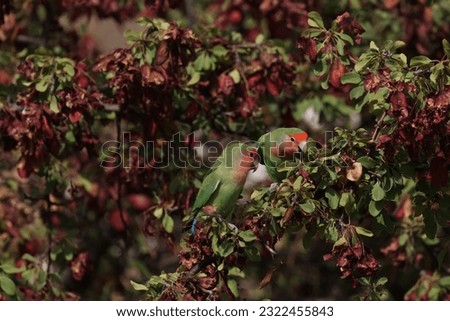 Lovebirds sit in blossoming tree