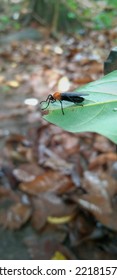 The Lovebug Is A Species Of March Fly Found In Parts Of Central America And The Southeastern United States, Especially Along The Gulf Coast