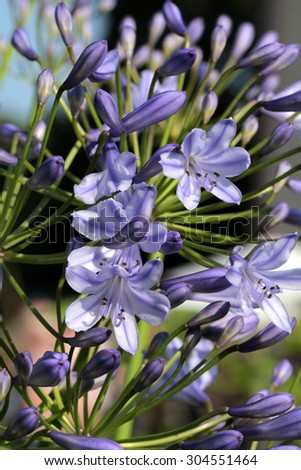 loveflower