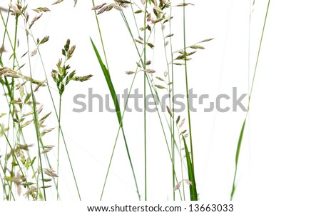 Similar – Image, Stock Photo grass Grass Green Bright