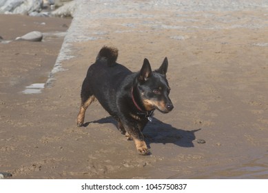 A Lovely Alert Lancashire Heeler Enjoying A Walk Across A Sandy Beach.