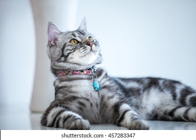 American Shorthair Cat Funny Stock Photos Images Photography