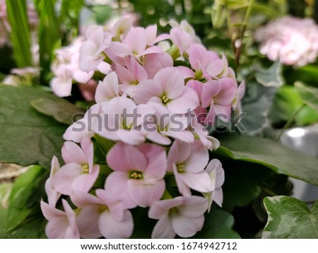Lovely arraignment of subtle pink
