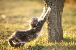 Lovely Ashy Spotted Cat Sharpens Its Claws On A Tree Trunk In The Garden