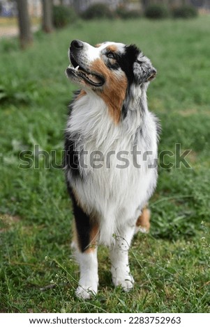 Similar – Dog breed Bernese Mountain Dog