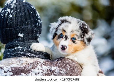 shepherd puppy Images, Photos & Vectors | Shutterstock