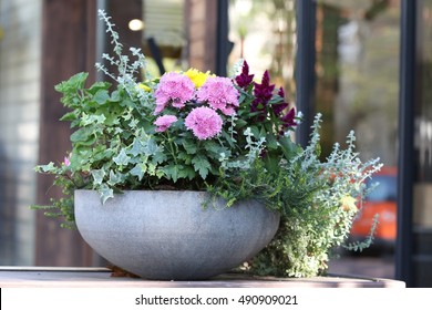 Lovely Autumn Floral Street Composition In Ceramic Flowerpot, Planter, Garden Container An Interesting Combination. Space And Outdoor, Daylight