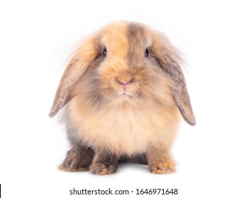 Lovely baby Holland lop rabbit isolated on white background. Two tone colors rabbit.