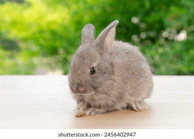 Lovely baby rabbit furry bunny cleaning body legs sitting alone on wooden over blurred green nature background. Adorable little bunny ears rabbit sitting on green spring time. Easter animal concept.  - Powered by Shutterstock