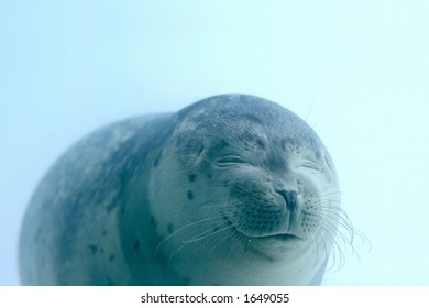 Lovely baby seal with closed eyes is smiling under water