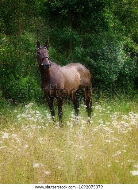 1,741 Horse Daisy Images, Stock Photos & Vectors | Shutterstock