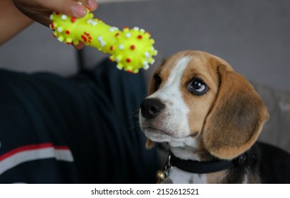 Lovely beagle puppy. Cute beagle puppy lying on the sofa. Beagle dog with a toy.
