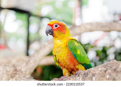 Lovely Beautiful parrot, Sun Conure on a Branch. Soft focus. - Shutterstock ID 2230110537