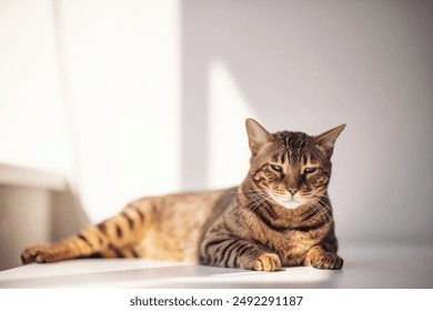 Lovely bengal cat lays blissfully under sun. Cute bengal cat on a white background with sleepy eyes. Sleeping cat isolated. Cute pet. a domestic feline basking in natural light. - Powered by Shutterstock