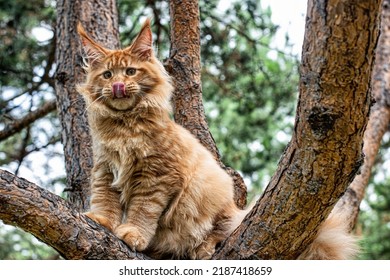 A Lovely Big Red Maine Coon Kitten Sitting On A Tree In A Forest In Summer.