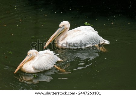 Lovely big, white pelicans with beautiful plumage swimming elegantly in the pool under bight sunlight on a sunny summer day (in the native habitat of swamps and shallow lakes of Africa)