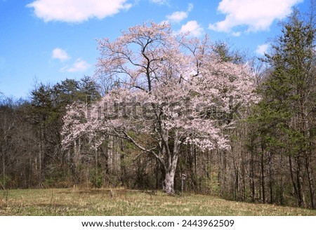 Lovely blooming tree at Cabell's Mill, Fairfax County, Virginia