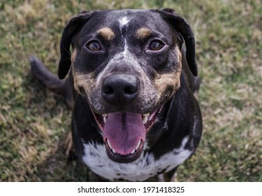 A Lovely Bluetick Coonhound Rottweiler Mix