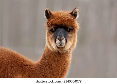 Lovely brown alpaca. South American camelid.