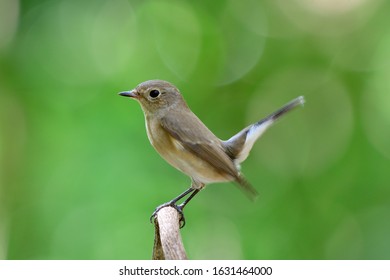 Lovely Brown Bird Wagging Its Tail While Perching On Thin Branch Over Blur Green Background, Taiga Or Red-throated Flycatcher (Ficedula Albicilla)