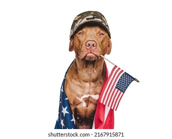 37 Pitbull Army Images, Stock Photos & Vectors | Shutterstock