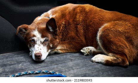 Lovely Brown Dog Waiting Patiently In A Truck Bed.