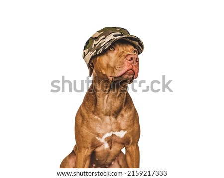 Lovely brown puppy and military cap. Closeup, indoors. Studio shot. Pets care concept