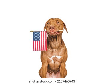 Lovely brown puppy with a small American Flag. Closeup, indoors. Studio shot. Congratulations for family, loved ones, relatives, friends and colleagues. Pets care concept